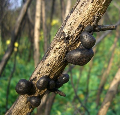 Daldinia fissa on burnt gorse at Moore Nature Reserve